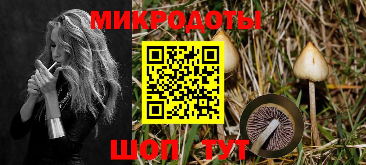 Псилоцибиновые грибы Psilocybe  как найти   Великие Луки  Вход с VPN 